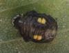 Halyzia sedecimguttata